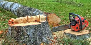Best Tree Removal  in Palmhurst, TX