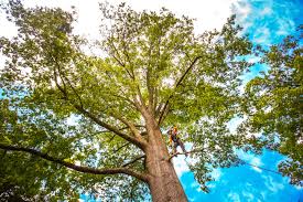 Best Tree Disease Treatment  in Palmhurst, TX