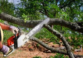 Lawn Maintenance Plans in Palmhurst, TX